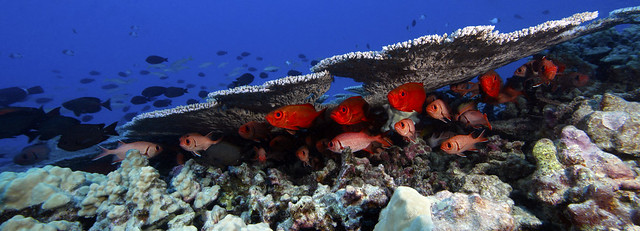 Fishes and Coral at Rapture Reef