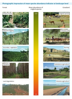 MSA gradient with images