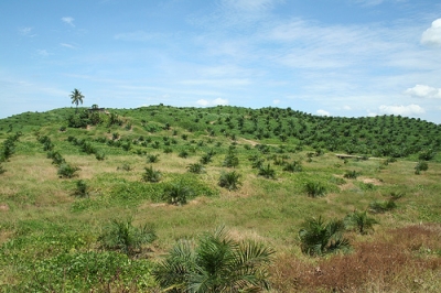 Palm oil plantation