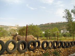 The Marda Permaculture Farm 