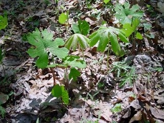 Polyculture