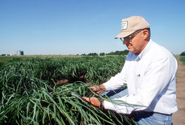 Switchgrass can yield almost twice as much ethanol as corn, estimates geneticist Ken Vogel, who is conducting breeding and genetics research on switchgrass to improve its biomass yield and its ability to recycle carbon as a renewable energy crop. Photo by Brett Hampton.