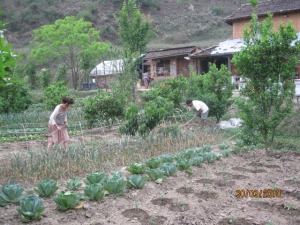 Working in the garden